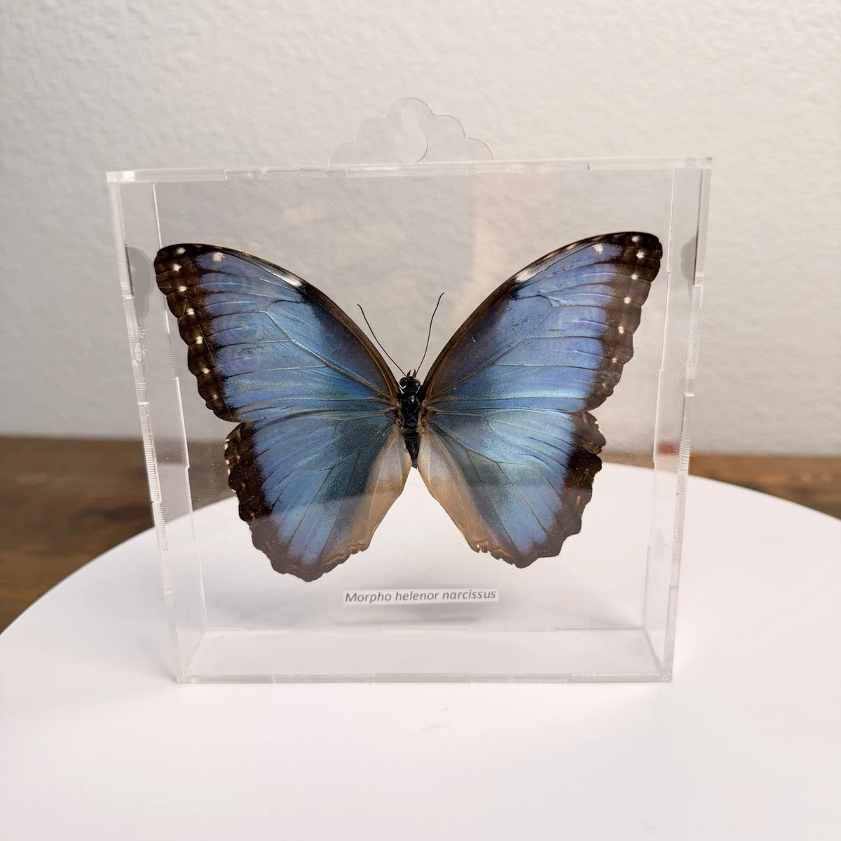 Peru Morpho absoloni 120mm very big Morpho absoloni Peru Purple