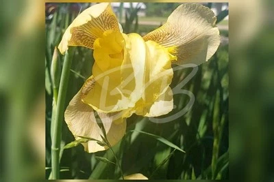 4 Heirloom Yellow Tall German Bearded Iris Rhizomes/Bulbs Fresh Cut Live Root - Image 1 of 3