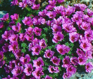 ROCKFOIL PURPLE ROBE Saxifraga Arendsii - 500 Bulk Seeds - Picture 1 of 1