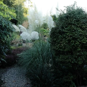 Pampasgras – Silbergras - weibliche Pflanze Cortaderia selloana im 5-Liter Topf - Bild 1 von 2