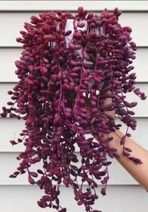 Ruby Necklace *Cutting *🏵️display in 10cm pot Othonna capensis - Picture 1 of 6