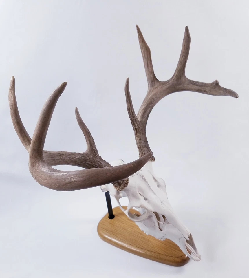 European Skull Mount Table Top Display  White Oak Base - Image 1 of 4