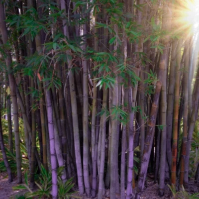 Dendrocalamus latiflorus (Taiwan Giant Clumping Bamboo) 5 Seeds | Garden Plants - Image 1 of 2