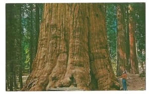 GENERAL SHERMAN TREE Giant Sequoia California Redwood Three Rivers Postcard CA - Picture 1 of 2