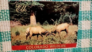 VINTAGE POSTKARTE SCHÖNE CHROME STYLE KARTE ELCH COLORADO WILDLIFE COLORADO - Bild 1 von 11