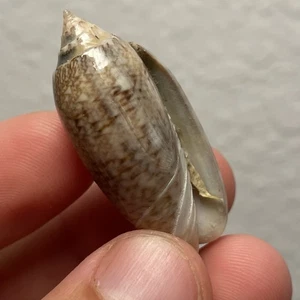 Olive Shell Venice Beach Florida Naturally Glossy - Picture 1 of 3