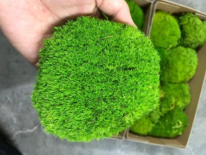 Preserved Pole Moss Pillow Bun Cushion Natural Green Decorative Real Natural ... - Picture 1 of 1