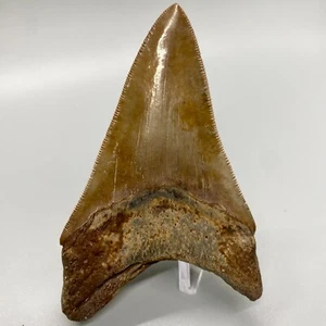 Very Colorful Sharply Serrated 4.14" Fossil Lower MEGALODON Tooth - USA - Picture 1 of 6