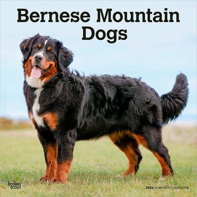 BROWNTROUT Bernese Mountain Dogs 2026 12x24" (Hanging) Square Wall Calendar | Plastic-Free