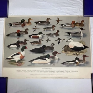 RSPB British Birds No. 5 Educational Poster Wall Chart Size A1 H J Slyper 1961 - Picture 1 of 11
