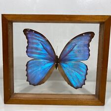 Vintage Real Blue Butterfly Taxidermy Specimen Mid Century Art Display Specimen
