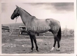 Stately Horse Bucky Beaver Ralph Kurtz Farm DENVER PA foto d'epoca 1974 5x7 - Foto 1 di 1