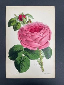 Botanicals, Roses, Antique Prints, James Andrews, Floral Magazine, 1866, #305 - Picture 1 of 1