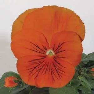 Pansy Seeds Pansy Whiskers Orange 25 Seeds Viola Seeds Cat Whiskers - Picture 1 of 2
