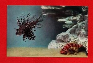 PEZ LEÓN postal VIDA MARINA pez marino cangrejo delfín animal JOHN G SHEDD ACUARIO - Imagen 1 de 2