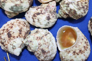 Drilled Gold Mouth Trurbos, Wreath Supply, Beach Decor, Seashell Crafts, SS-504 - Picture 1 of 12