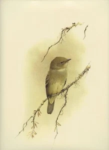 J F Lansdowne VIENTRE AMARILLO PAPAMOSCAS ilustración de pájaro 1977 impresión artística vintage - Imagen 1 de 4