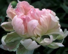 Pink Jitterbug" Peony  bare root -Exclusive rare- 3-5 eyes