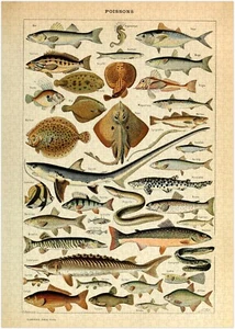 Rompecabezas Clasificación Peces 300/500/1000 Piezas (C) - Imagen 1 de 4