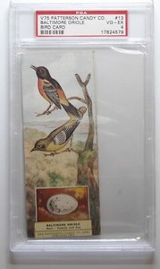1924 V75 Patterson Candy co. Bird Card #13 Baltimore Oriole PSA 4