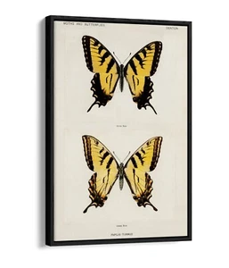 EASTERN SWALLOWTAIL BUTTERFLY VINTAGE -FLOAT EFFECT FRAMED CANVAS ART PRINT - Picture 1 of 12
