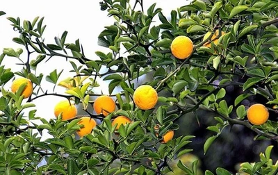 10 Hardy Orange Live Trees seedlings(5"-8"  tall, bare root) Citrus trifoliata  - Image 1 of 4