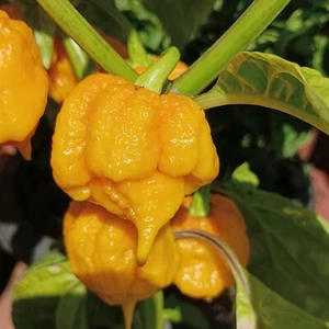 Carolina Reaper Yellow , 10 semillas,Capsicum chinense (588) - Picture 1 of 3