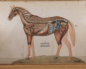 SELTENES A. GARDENIER, HANDBUCH DER FERTIGEN NACHSCHLAGEWERKE VON 1897, PFERD, KUHPUPPE ÜBERZÜGE - Bild 1 von 24
