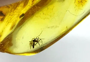 AMBER PIECE 2 Insects Gift Inclusion Fossil Insect Baltic Amber Bead 6,7g 14480 - Picture 1 of 12