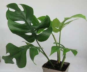 Monstera deliciosa - Fensterblatt Zimmerpflanze ECHT Ampel Rankend Dekoration - Bild 1 von 3