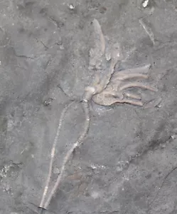 Crinoide, Periglyptocrinus astricus, Ordovizium, Brechin, Ontario, Kanada -c973 - Picture 1 of 5
