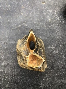 Flint Hag Stone Small Nodule 0.5KG East Anglia Pre-History - Picture 1 of 4