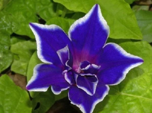 100 Blue Morning Glory Seeds Ipomoea Garden Flowers - Picture 1 of 2