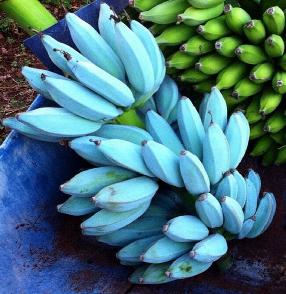 Blue Java Banana Tree - Ice Cream Banana - Image 1 of 3