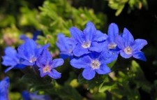 Full Sun Spring Dry Light Plants & Seedlings