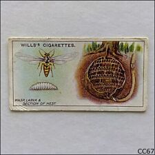 Wills Garden Life 1914 Cigarette Card #41 Wasp Larva & Nest (CC67)