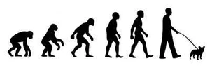 French Bulldog Frenchie frenchy Walker 'Evolution' car sticker, vinyl decal - Picture 1 of 3