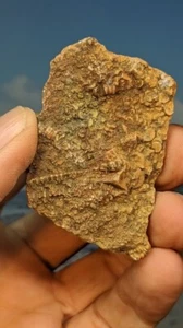 Crinoid Akkumulation. Vergrößern Sie! 50 mm x 40 mm. Verpackt. - Bild 1 von 5