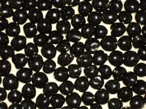 160 lose echte Kukui Nüsse NATUR SCHWARZ Hawaiian Hawaii Hula Graduierungen - Bild 1 von 1