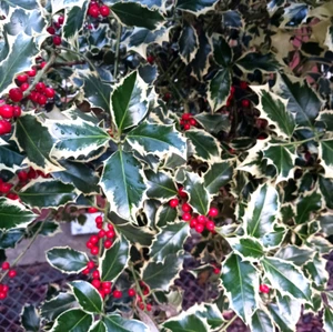 REAL Fresh Variegated HOLLY Branches Berries Holiday WREATH Christmas MEDIUM BOX - Picture 1 of 6