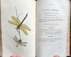 1799-1800 1st - Vols 9/10 DONOVAN NATURAL HISTORY BRITISH INSECTS 72 Copper Plts - Bild 1 von 24