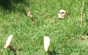 Skeleton Crawling Out of Lawn Outdoor Halloween Decorations - Foto 1 di 4