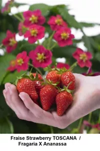 WINNER RED STRAWBERRY TOSCANA HQ Super DELICIOUS SWEET Jam Juicy 10+ Seeds GIFT - Picture 1 of 3