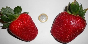 Weltgrößte Erdbeere - winterfeste Fragaria Giant ✿ 100% beeindruckend ✿ Samen ✿ - Bild 1 von 1