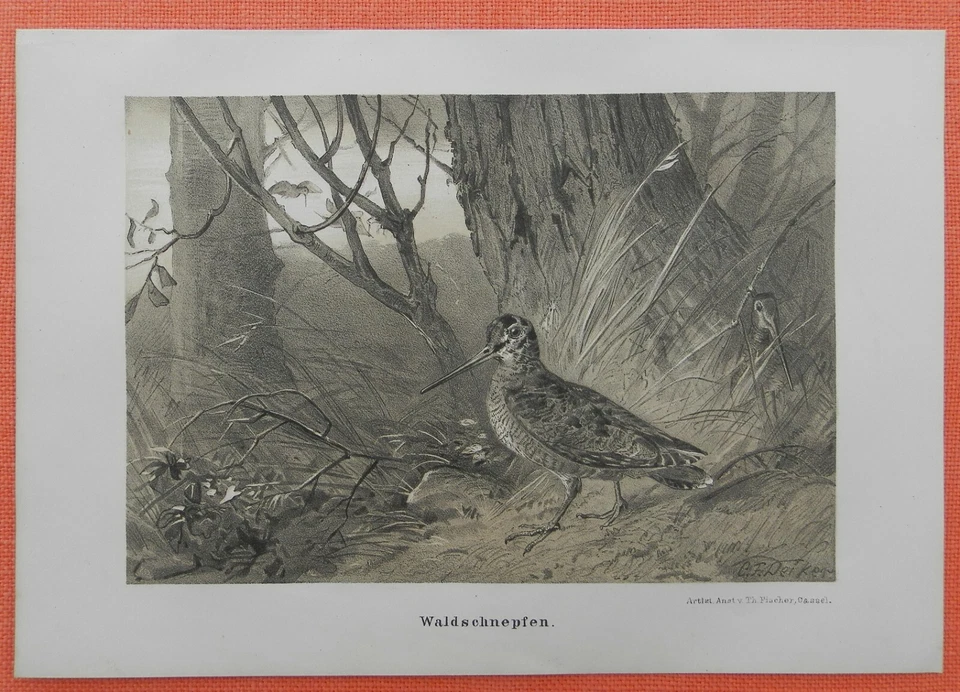 Waldschnepfe  Scolopax rusticola  Steindruck 1883 Ornithologie Deiker - Bild 1 von 1