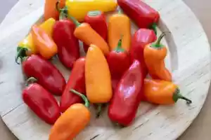 20 x SWEET MINI CAPSICUM VINE SEEDS MIX- PEPPERS-GARDEN-ASIAN VEGETABLES GARDEN - Picture 1 of 6