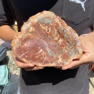1.5LB Rare Natural petrified wood rough Wood fossil mineral specimen healing - Picture 1 of 9