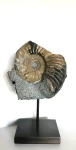 Jurassic Fossil Ammonites Asteroceras & Promicroceras-verso - Picture 1 of 19
