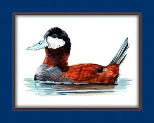 Ruddyduck Wildlife Canvas Art Print Various Border Matting Colors - Picture 1 of 14