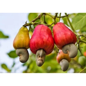 10Pcs seeds ANACARDIUM OCCIDENTALE CASHEW NUT TREE RARE TROPICAL FRUIT FRESH - Picture 1 of 5